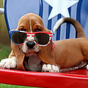 July 4th Pet Safety Tips - photo of dog in american print glasses