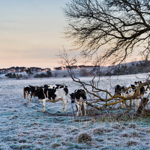 Cattle eating on frozen ground in winter