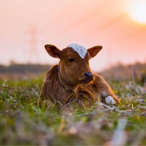 Calving Season Preparation