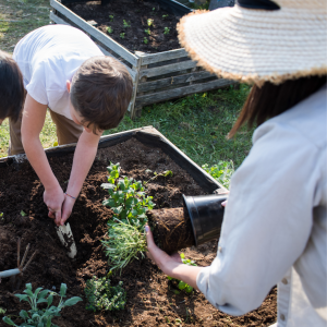 Mother and sons gardening