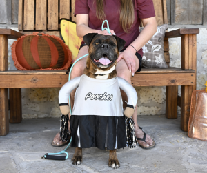 Lochte Costume contest 2 pr. 2 Lochte Costume contest 2 pr. 2