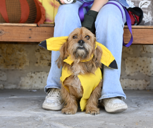 Lochte costume contest 4 pt. 2 Lochte costume contest 4 pt. 2