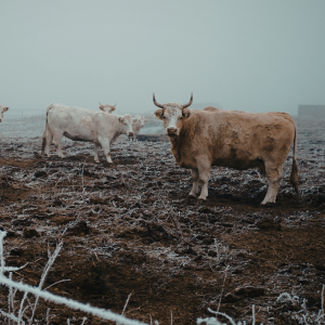 Cattle livestock standing in frosty pasture