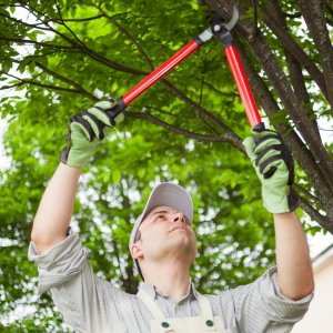 Man with shears pruning fruit trees