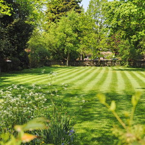 nice green spring lawn, freshly cut.