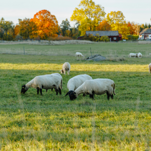 livestock - sheep - in pasture as Summer Ends, the leaves in the background of the farm are turning fall colors.