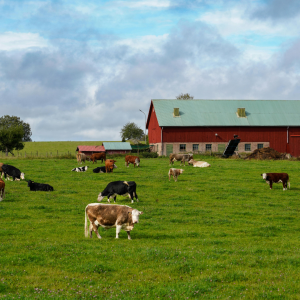 Spring on a farm, cattle livestock in a pasture with a red barn in background.