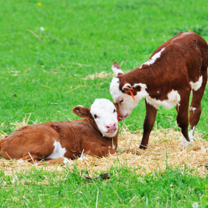 Two calves after calving season in green pasture, so cute!