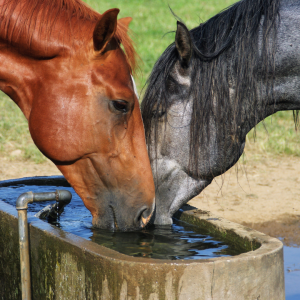 Photo of two horses drinking from water trough. Constant access too water is one of the best ways to Keep Animals Cool in Hot Weather