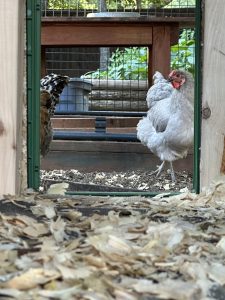 Curious Betty Cute white hen in her coop
